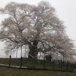 幻想的な醍醐桜