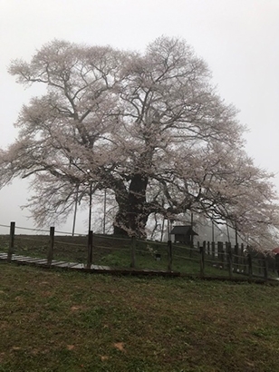 幻想的な醍醐桜