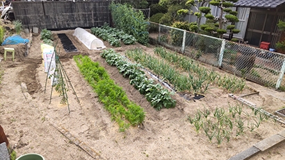 親子で楽しく家庭菜園