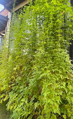 夏の癒し グリーンカーテン