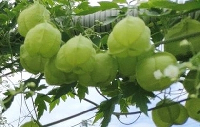 夏の癒し グリーンカーテン