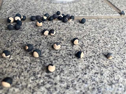 夏の癒し グリーンカーテン
