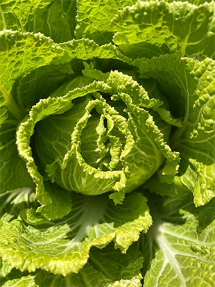 デジタルデトックス