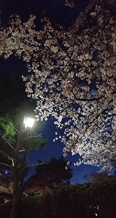 夜桜と花あかり